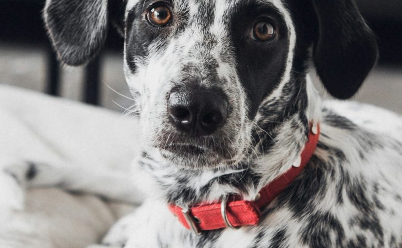 Dog wearing a collar