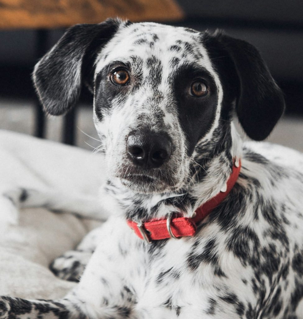 Dog wearing a collar