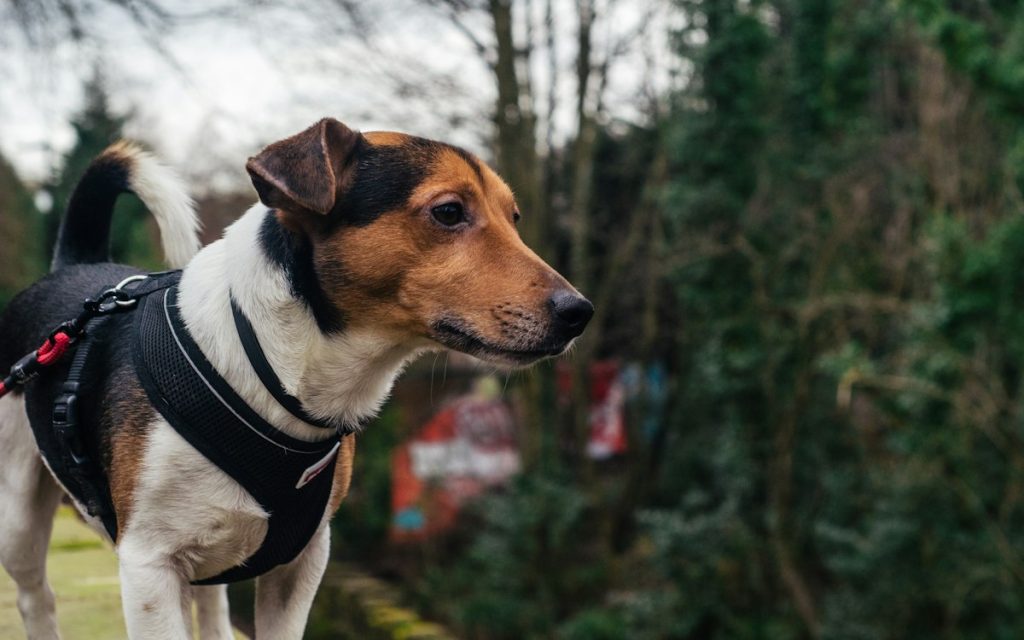 Dog wearing a harness outdoors