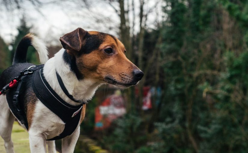 Dog wearing a harness outdoors