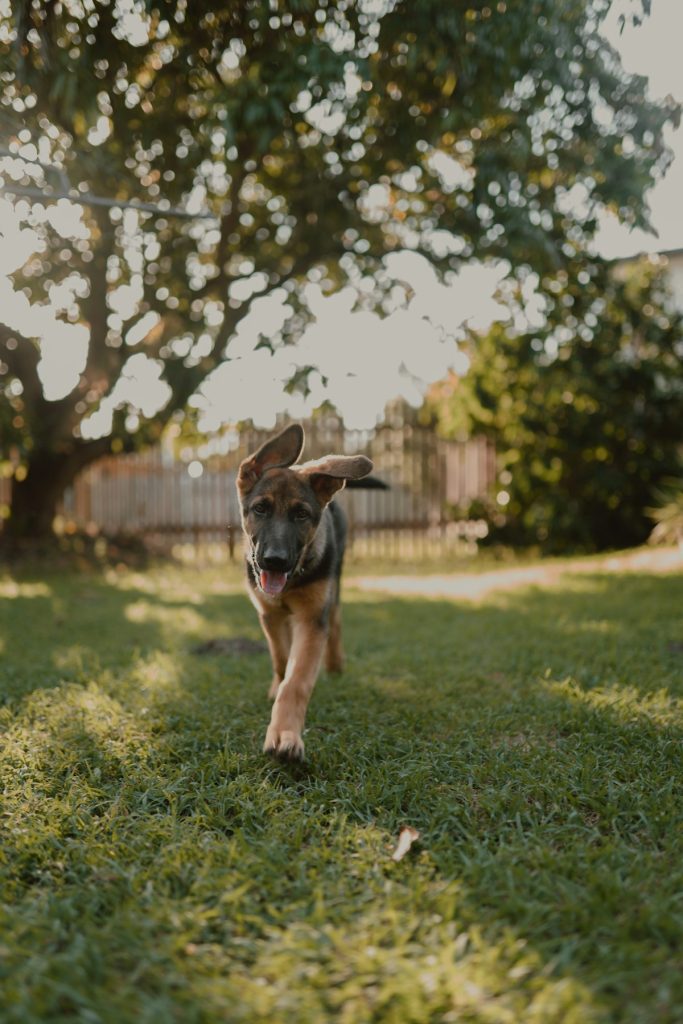 Dog on a leash during a walk