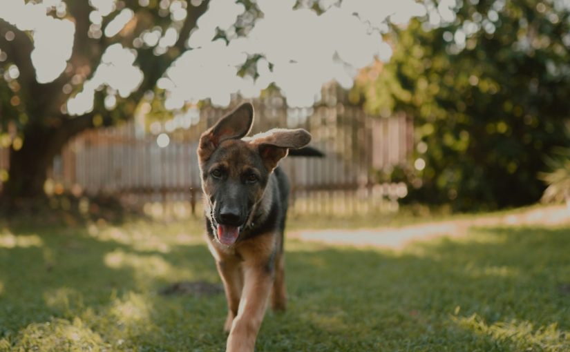 Dog on a leash during a walk